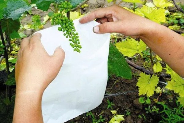 葡萄的扦插时间，以3-5月份为宜