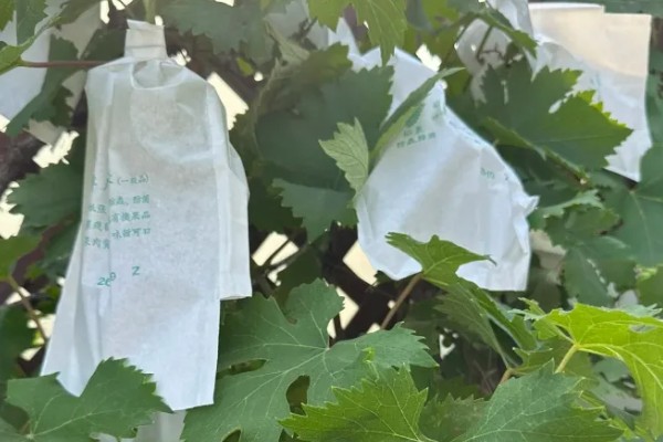 葡萄的扦插时间，以3-5月份为宜