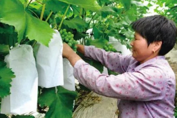 葡萄的扦插时间，以3-5月份为宜