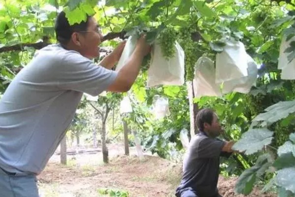 葡萄的扦插时间，以3-5月份为宜