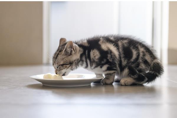 过度肥胖的猫怎么减肥,调整好猫咪的饮食结构