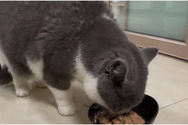 过度肥胖的猫怎么减肥,调整好猫咪的饮食结构