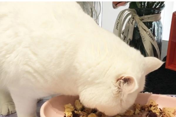 过度肥胖的猫怎么减肥,调整好猫咪的饮食结构