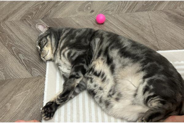 过度肥胖的猫怎么减肥,调整好猫咪的饮食结构