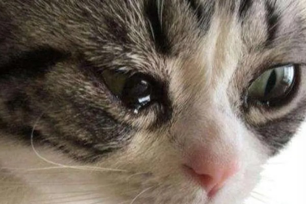 猫眼泪变成红色的原因,眼泪被氧化后会变成铁锈色