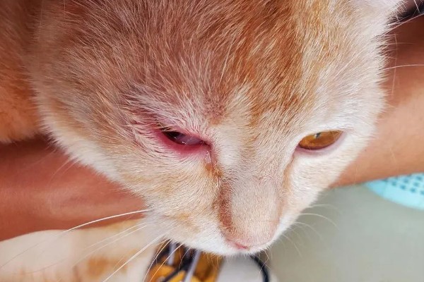 猫眼泪变成红色的原因,眼泪被氧化后会变成铁锈色