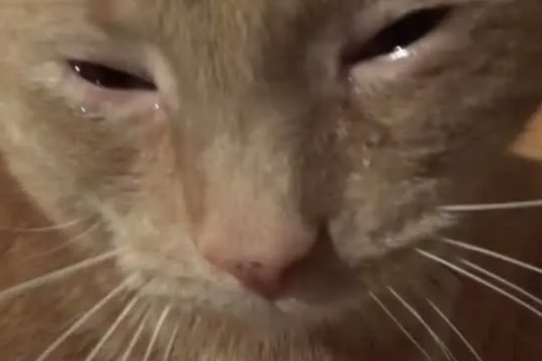 猫眼泪变成红色的原因,眼泪被氧化后会变成铁锈色