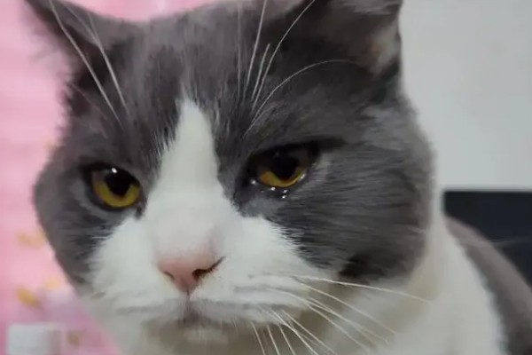 猫眼泪变成红色的原因,眼泪被氧化后会变成铁锈色
