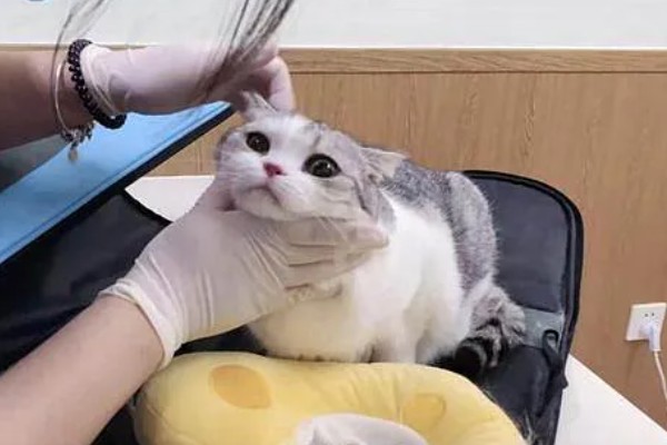 猫眼泪变成红色的原因,眼泪被氧化后会变成铁锈色