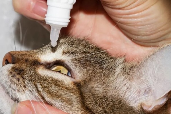 猫眼泪变成红色的原因,眼泪被氧化后会变成铁锈色