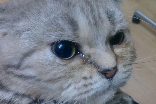猫眼泪变成红色的原因,眼泪被氧化后会变成铁锈色