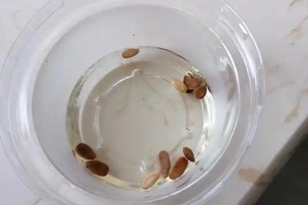 葫芦怎么播种,浸种催芽后再撒播