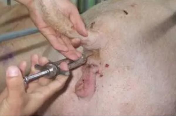 母猪胎盘不下怎么处理,可皮下注射催产素