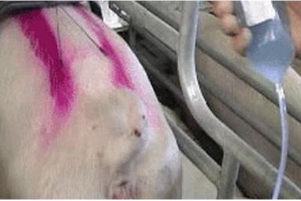 母猪胎盘不下怎么处理,可皮下注射催产素