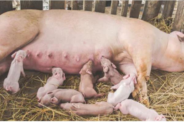 母猪胎盘不下怎么处理,可皮下注射催产素