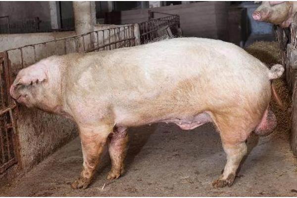 母猪胎盘不下怎么处理,可皮下注射催产素