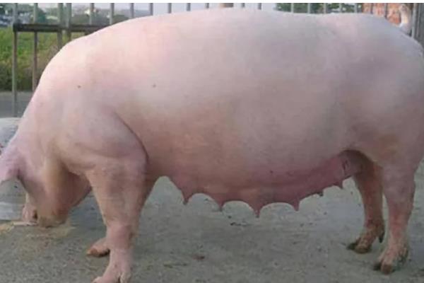 母猪胎盘不下怎么处理,可皮下注射催产素