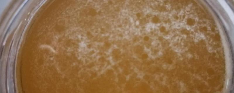 土蜂蜜上面的白色物质是什么，有以下4种可能性
