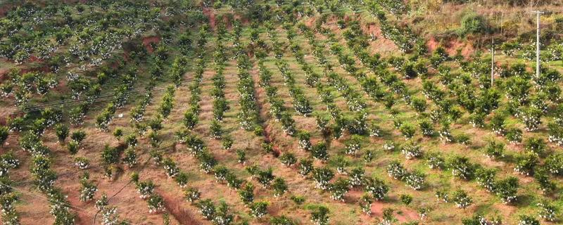 11月份是否适合种树，此时栽种成活率较高