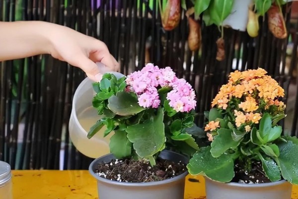 让怎么长寿花爆盆，生长盛期每隔半个月追施一次薄肥