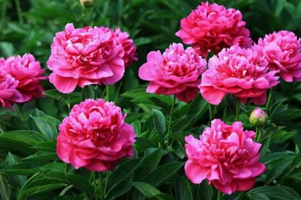 芍药的休眠时间，入冬后会进入休眠状态