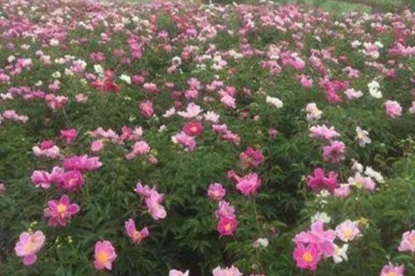 芍药的休眠时间，入冬后会进入休眠状态