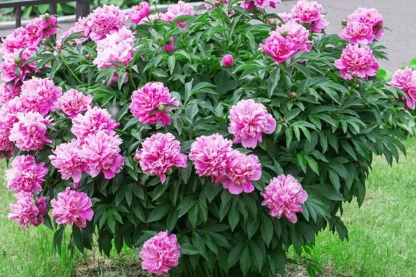 芍药的休眠时间，入冬后会进入休眠状态