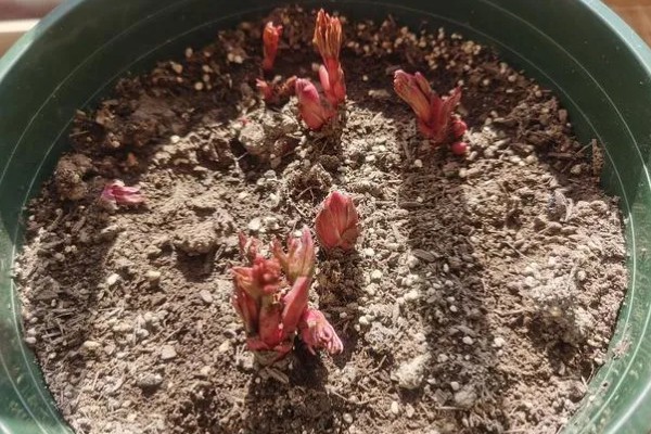 芍药的休眠时间，入冬后会进入休眠状态