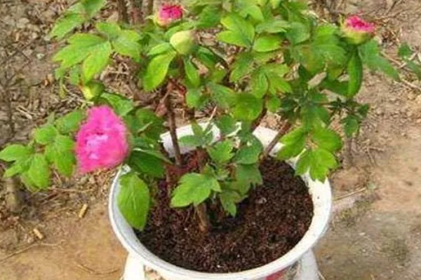 芍药的休眠时间，入冬后会进入休眠状态