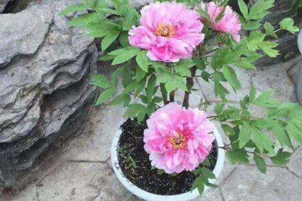 芍药的休眠时间，入冬后会进入休眠状态