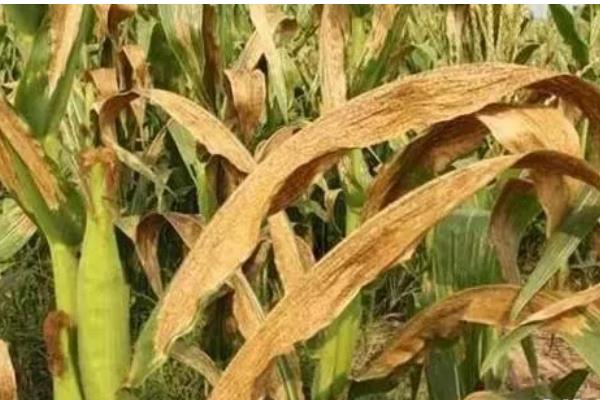 玉米青枯病有什么症状，叶片自下而上突然萎蔫