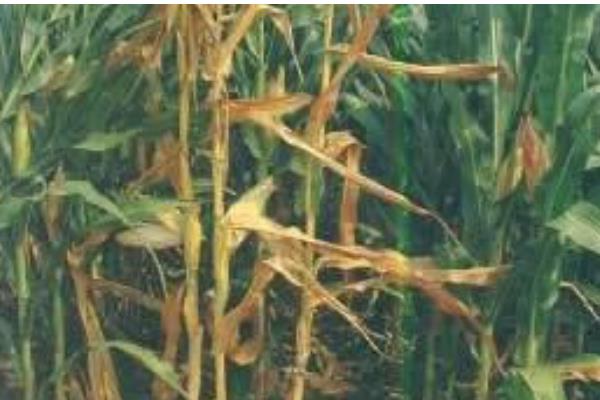 玉米青枯病有什么症状，叶片自下而上突然萎蔫