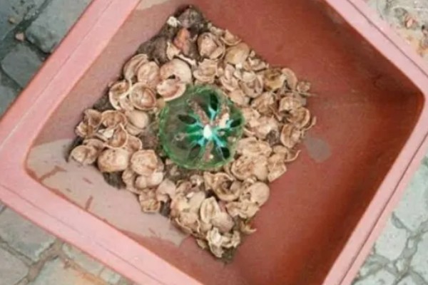 核桃仁发酵做肥料的方法，炒熟后混入土壤中再密封发酵