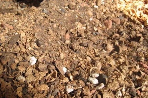 核桃仁发酵做肥料的方法，炒熟后混入土壤中再密封发酵