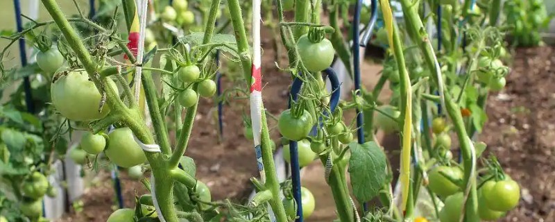 西红柿怎么追肥，果实生长期间喷施2-3次叶面肥