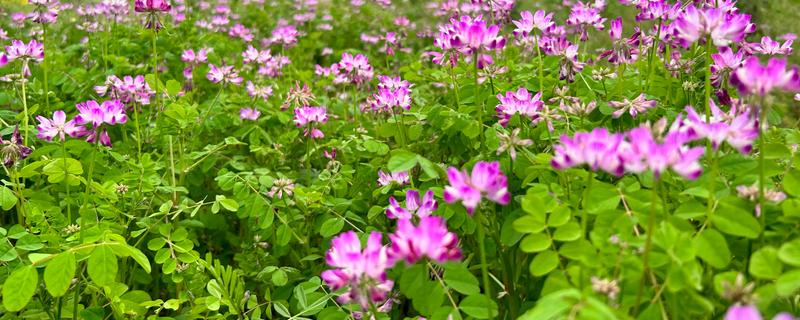 绿肥是什么，是一种养分完全的生物肥源