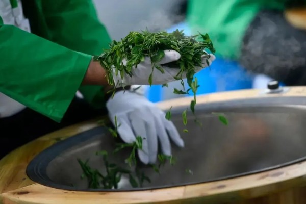 南京雨花茶是哪种茶，属于绿茶