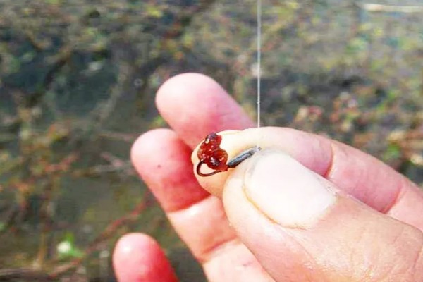 红虫钓鱼适用季节，冬季、早春最适合使用