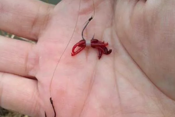 红虫钓鱼适用季节，冬季、早春最适合使用