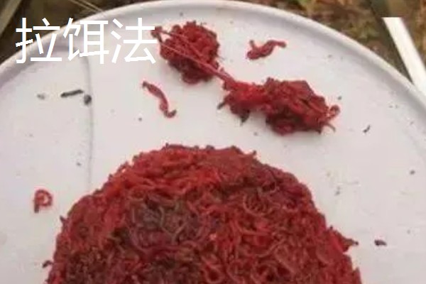 红虫钓鱼适用季节，冬季、早春最适合使用