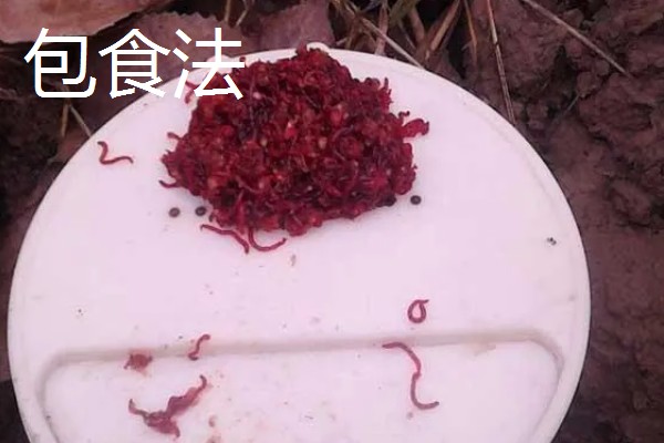 红虫钓鱼适用季节，冬季、早春最适合使用