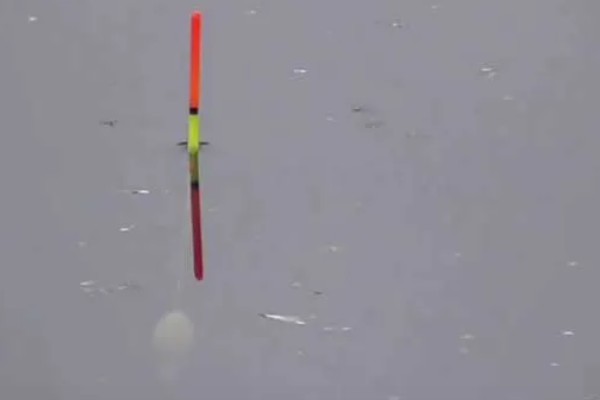 红虫钓鱼适用季节，冬季、早春最适合使用