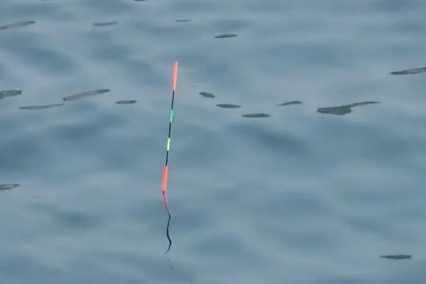 红虫钓鱼适用季节，冬季、早春最适合使用