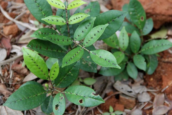 两面针简介，是木质藤本植物