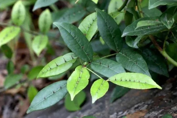 两面针简介，是木质藤本植物