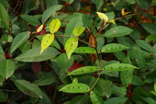 两面针简介，是木质藤本植物