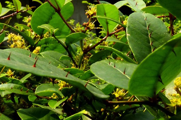 两面针简介，是木质藤本植物