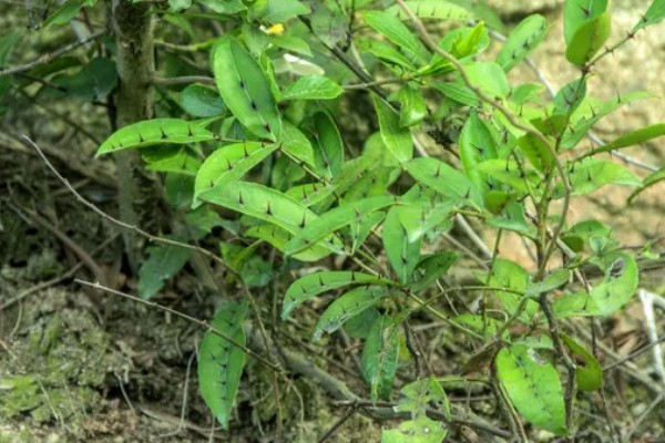 两面针简介，是木质藤本植物