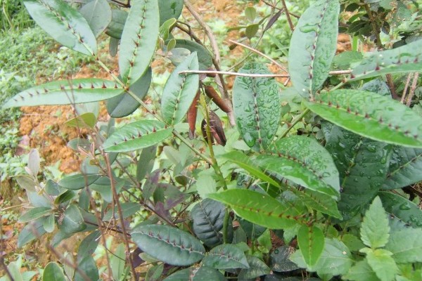 两面针简介，是木质藤本植物