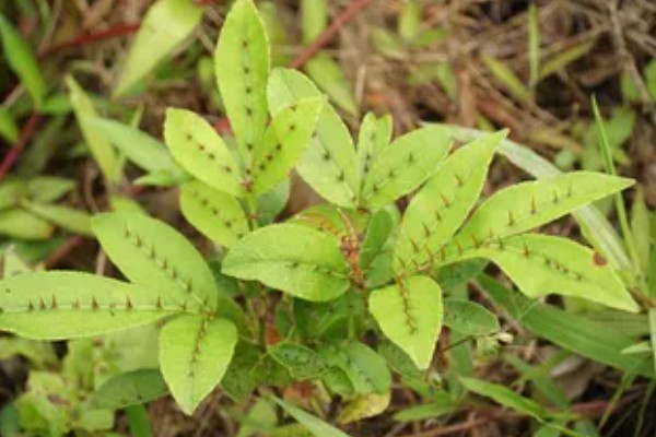 两面针简介，是木质藤本植物